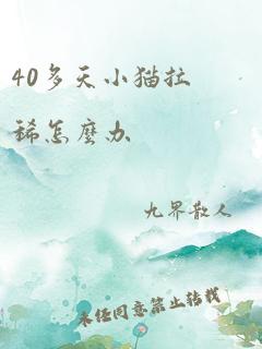 40多天小猫拉稀怎么办